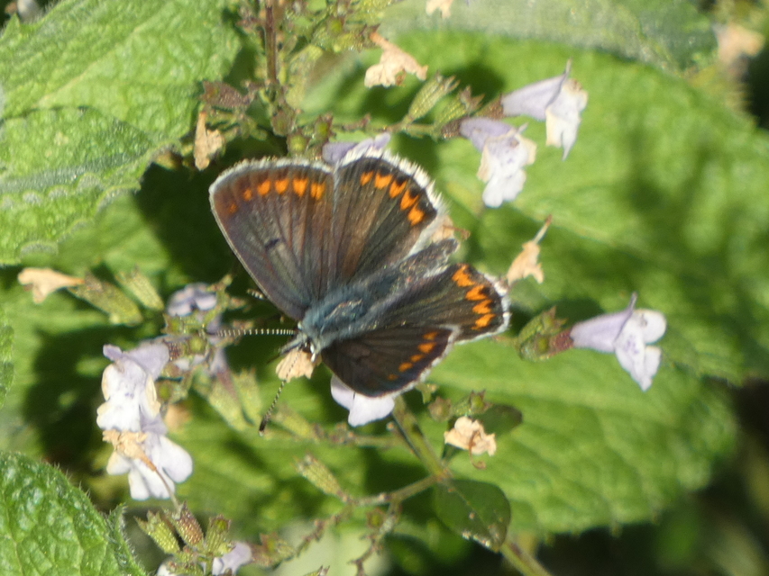 Aricia agestis - szerecsenboglárka