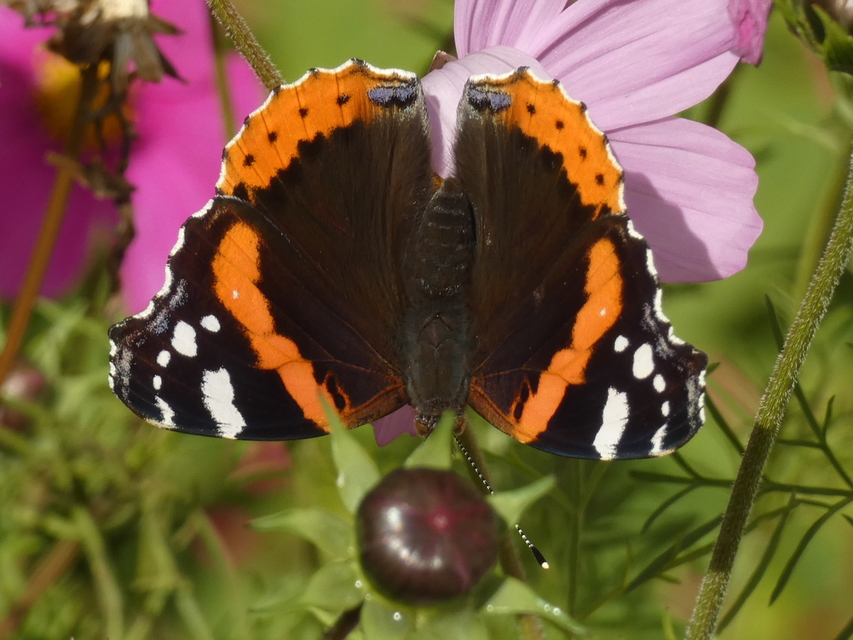 Vanessa atalanta - atalantalepke