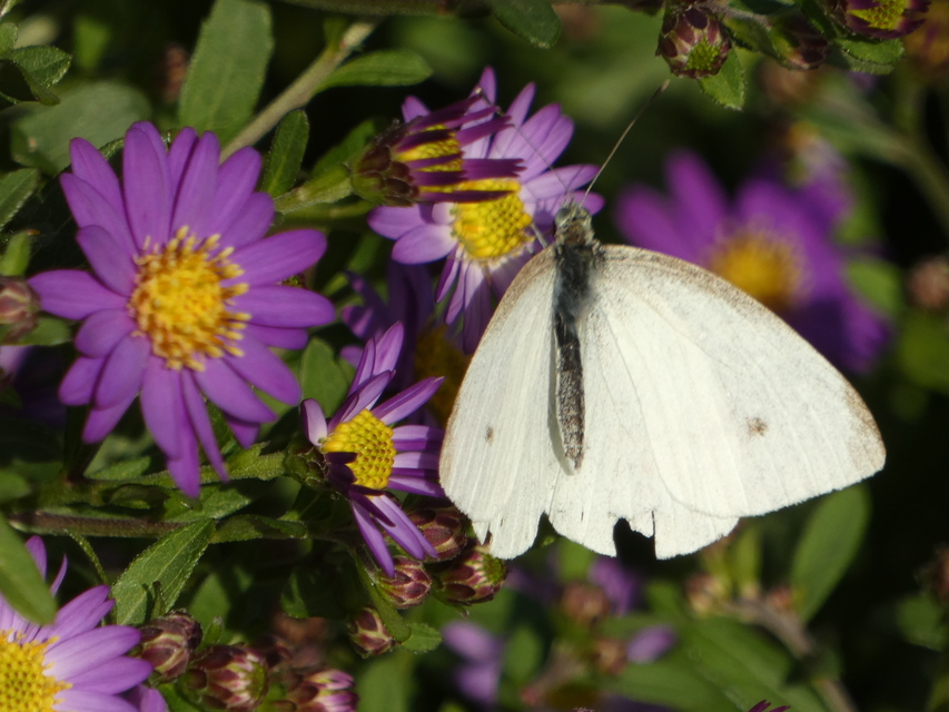 Pieris rapae - répalepke