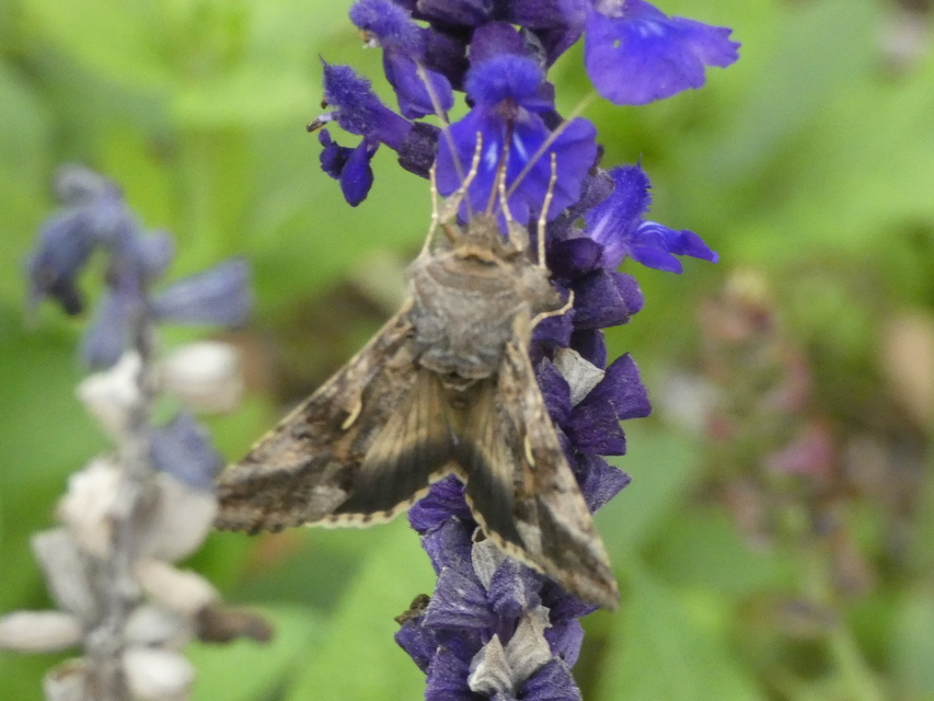 Autographa gamma - gammalepke