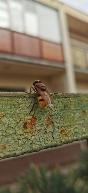 Volucella zonaria - kétöves pihelégy