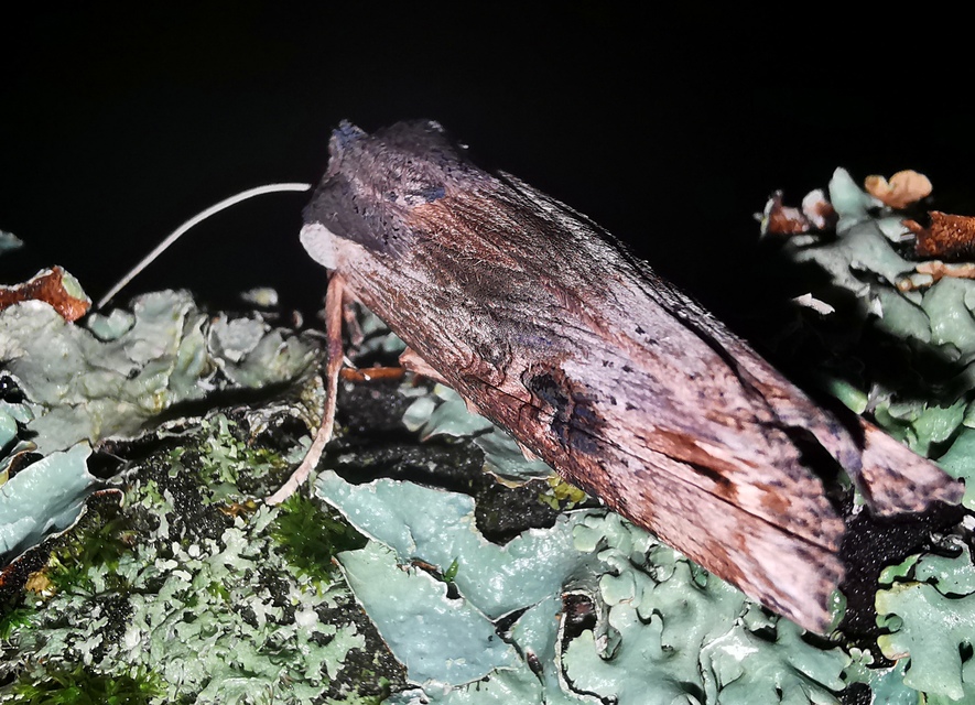 Xylena exsoleta - szürke fabagoly