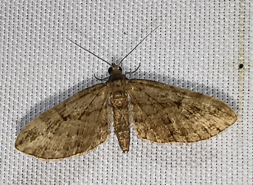 Eupithecia ericeata - feketefenyő-törpearaszoló