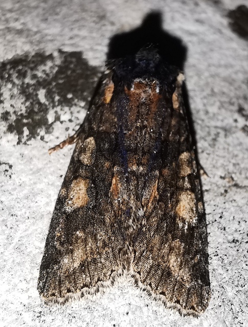 Dichonia convergens - őszi tölgybagoly