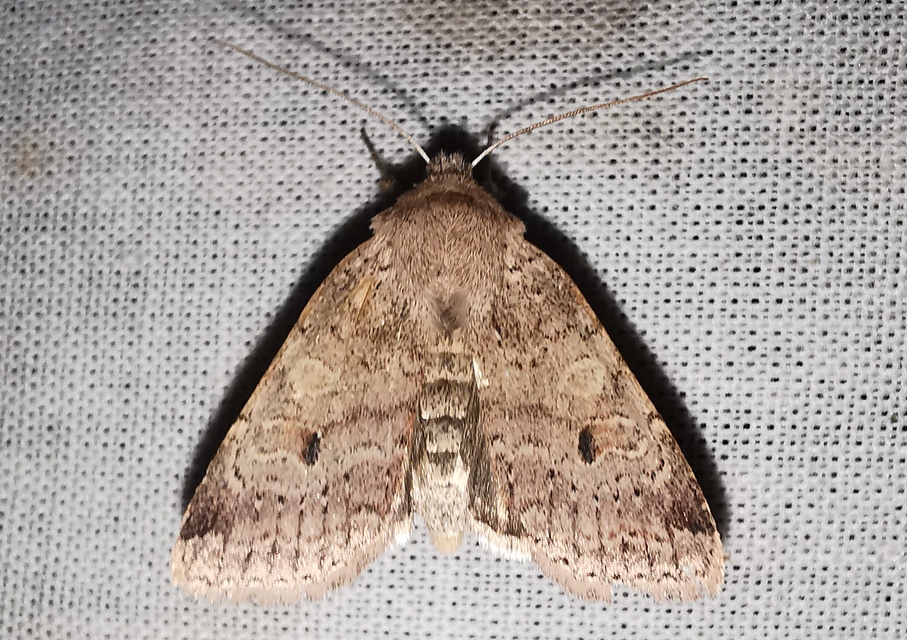 Propenistra laevis - könnyű őszibagoly