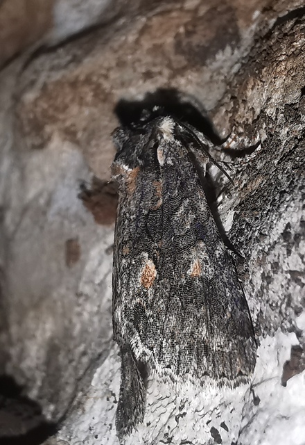 Dichonia convergens - őszi tölgybagoly