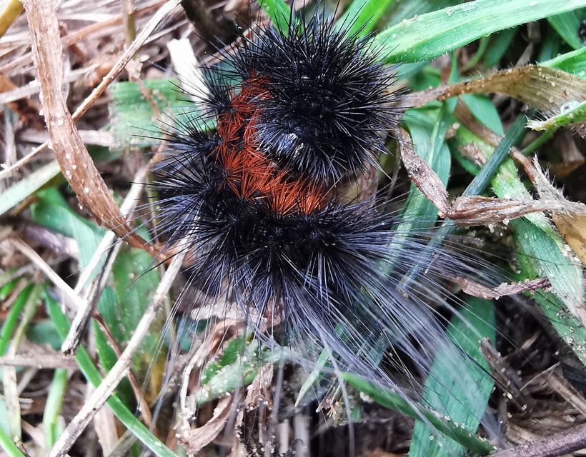 Hyphoraia aulica - barna medvelepke