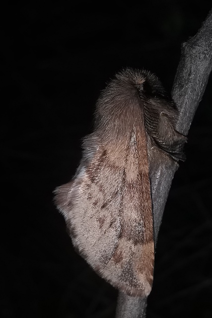 Ptilophora plumigera - tollas púposszövő