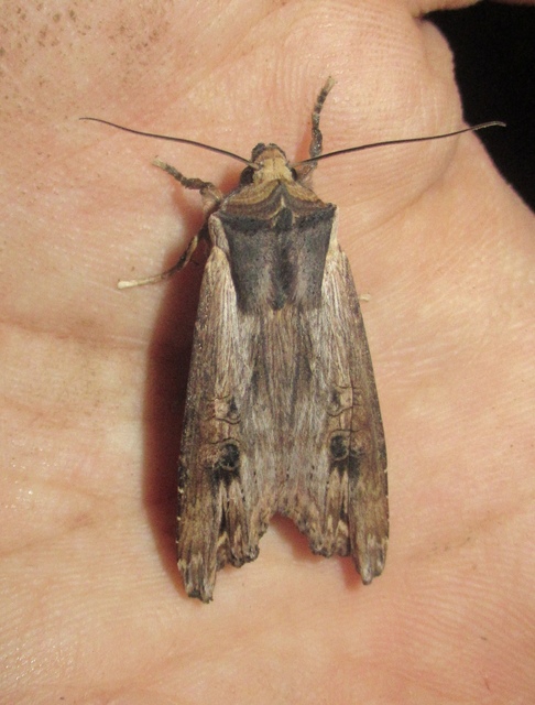 Xylena exsoleta - szürke fabagoly