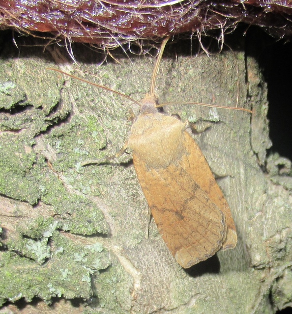 Conistra veronicae - veronika-őszibagoly