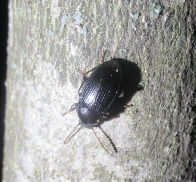 Nalassus dermestoides - rövidszárnyú gyászbogár