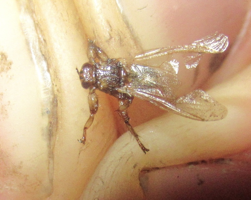 Lipoptena cervi - szarvas-kullancslégy