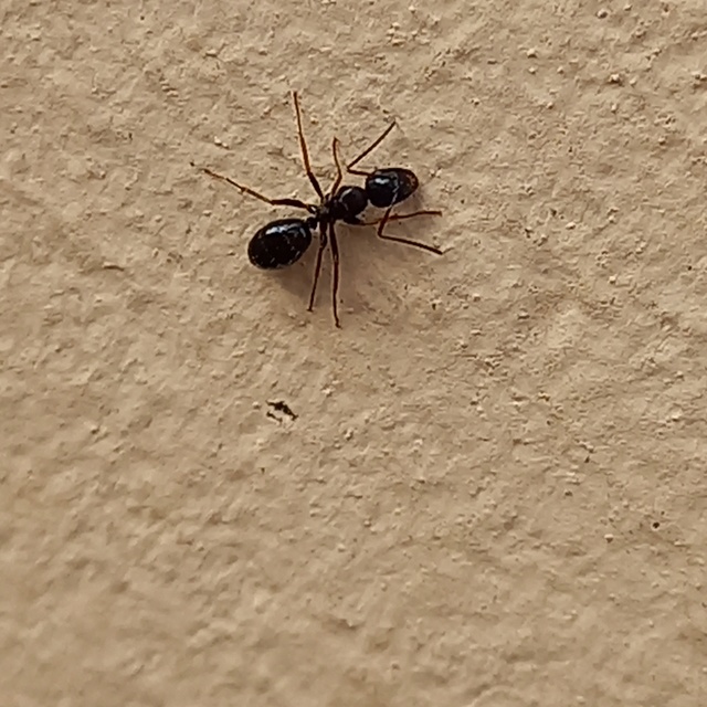 Camponotus fallax - ligeti lóhangya