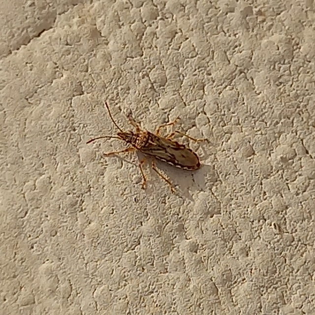 Belonochilus numenius - amerikai platánbodobács