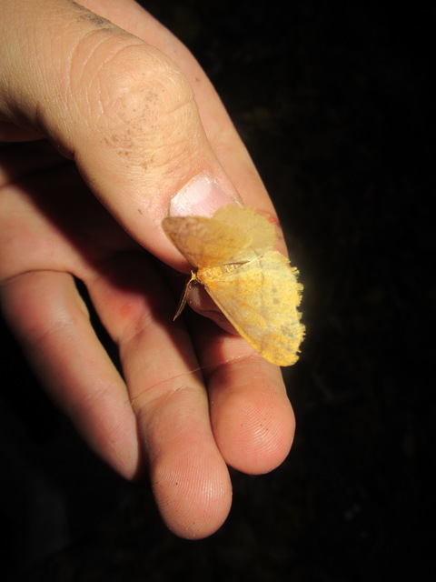 Agriopis aurantiaria - aranysárga téliaraszoló