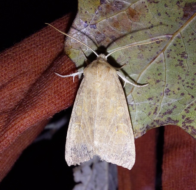 Cirrhia ocellaris - fakó sárgabagoly