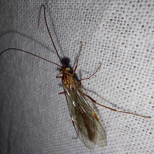 Ophion obscuratus