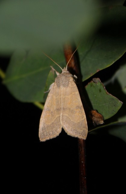 Cirrhia ocellaris - fakó sárgabagoly