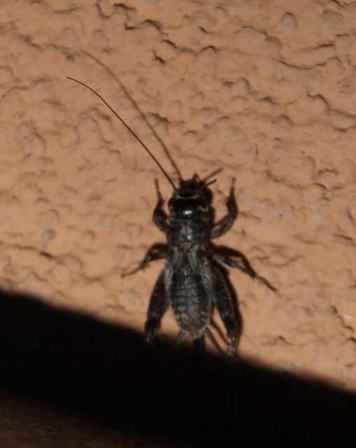 Eumodicogryllus bordigalensis - bordói tücsök