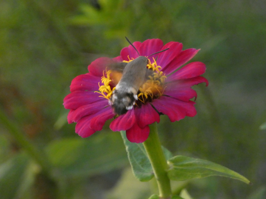 Macroglossum stellatarum - kacsafarkú szender