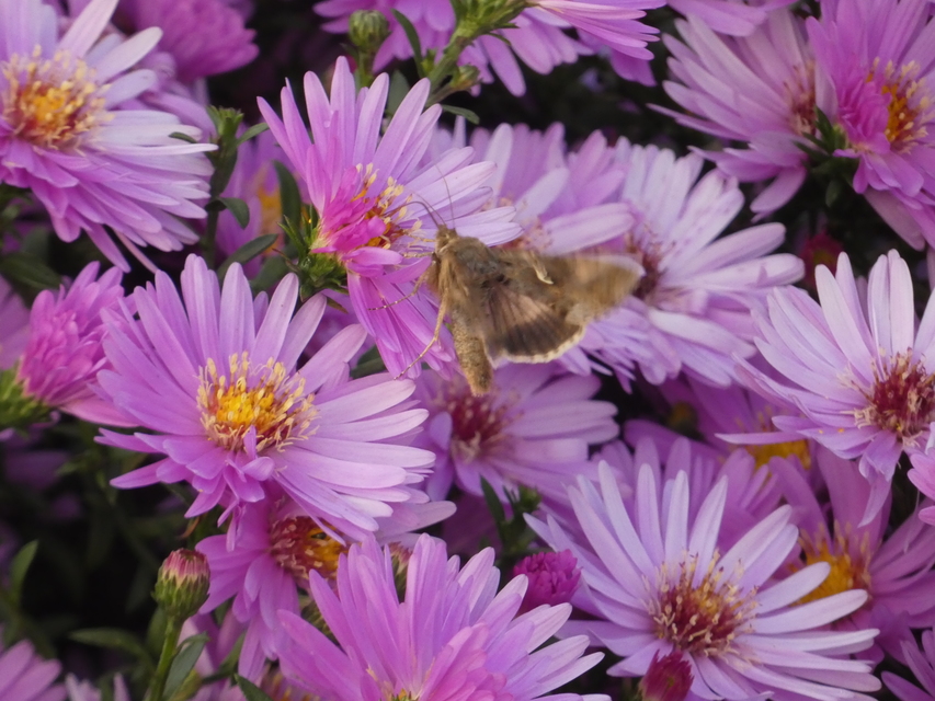 Autographa gamma - gammalepke