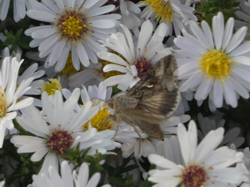 Autographa gamma - gammalepke