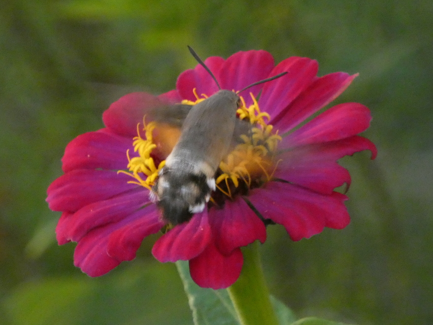 Macroglossum stellatarum - kacsafarkú szender