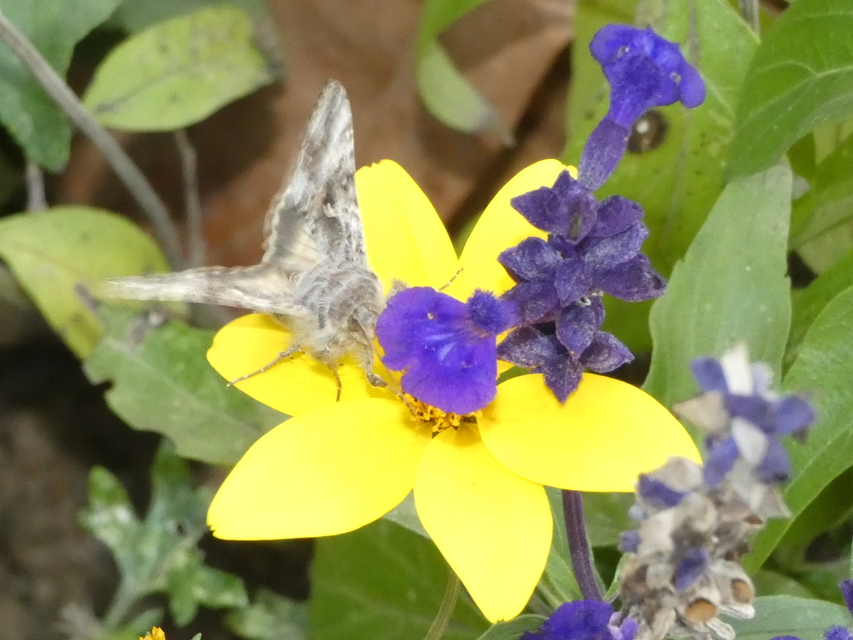 Autographa gamma - gammalepke