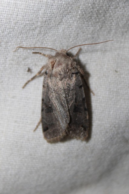 Anchoscelis litura - tarka őszibagoly