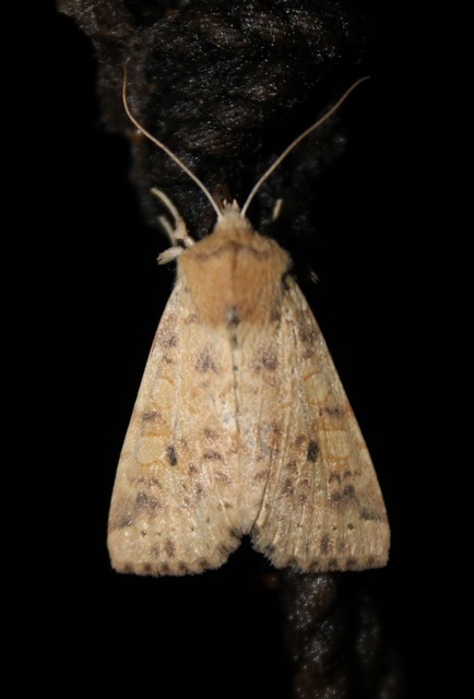 Cirrhia gilvago - foltos sárgabagoly