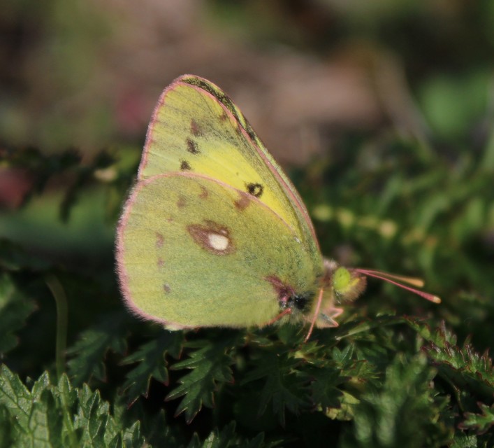 Colias erate - csángó-kéneslepke