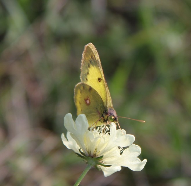Colias erate - csángó-kéneslepke