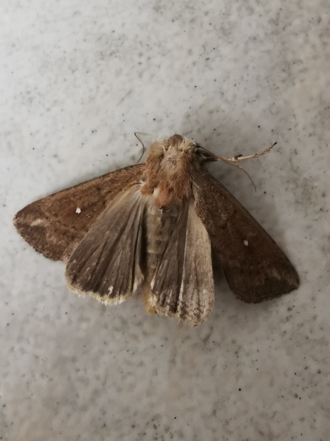 Mythimna albipuncta - fehérpettyes rétibagoly