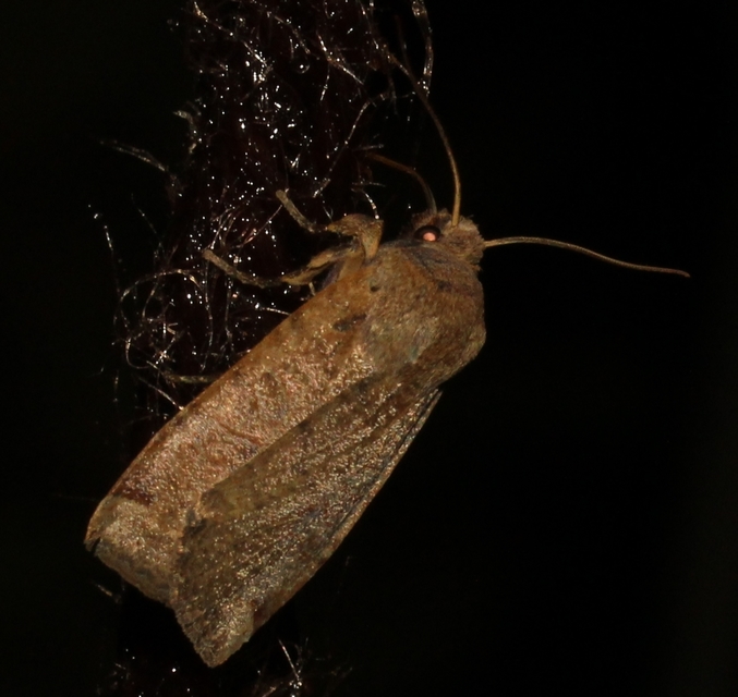 Conistra veronicae - veronika-őszibagoly