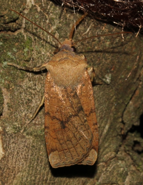 Conistra veronicae - veronika-őszibagoly