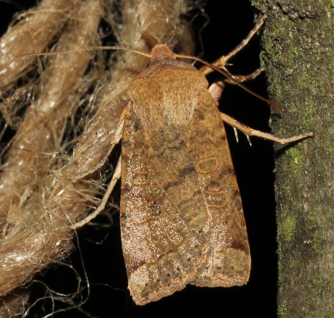 Conistra veronicae - veronika-őszibagoly