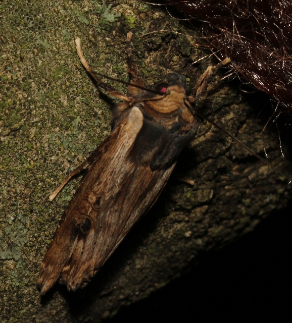 Xylena exsoleta - szürke fabagoly