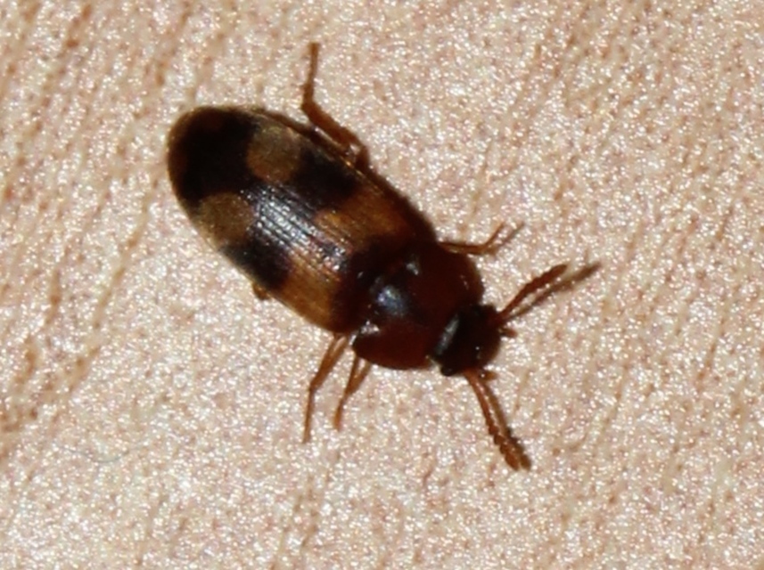 Mycetophagus populi - nyárfa-gombabogár