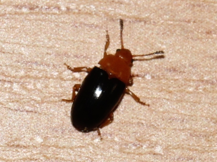Triplax scutellaris - vörösmellű tarbogár