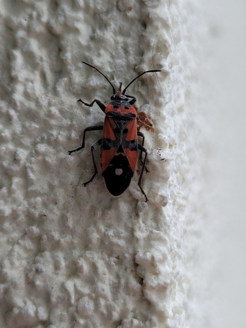 Lygaeus equestris/simulans
