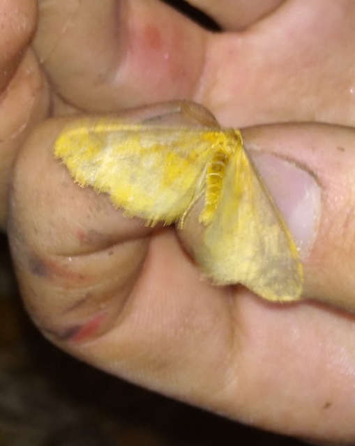 Agriopis aurantiaria - aranysárga téliaraszoló