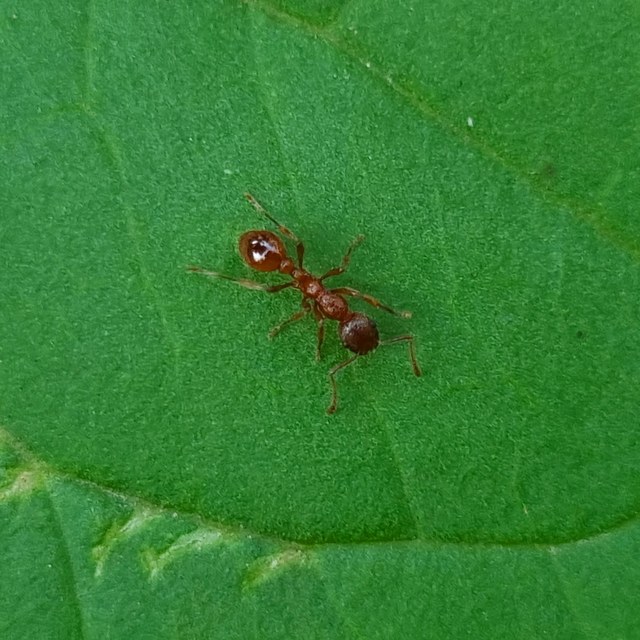 Myrmica rubra - közönséges bütyköshangya