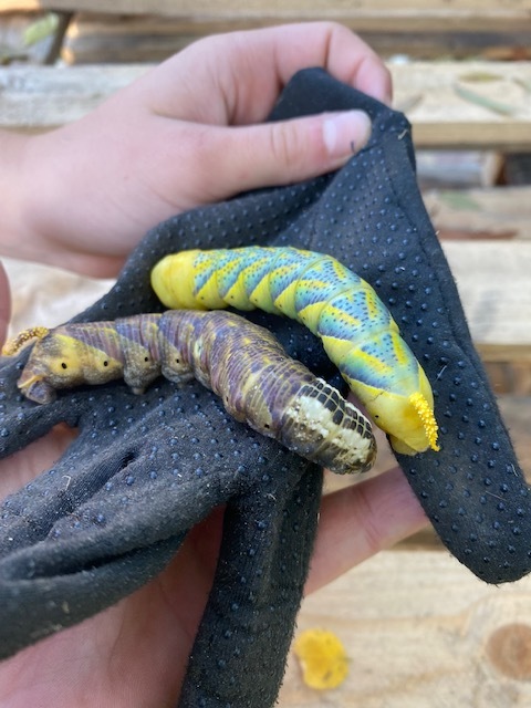 Acherontia atropos - halálfejes lepke