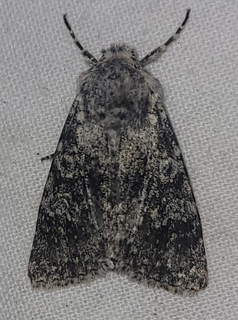 Polymixis xanthomista gyurovicslaszloi - Gyurovics László tarkabaglya