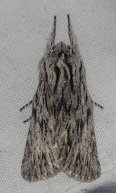 Asteroscopus sphinx - csillagnéző bundásbagoly