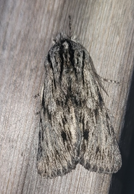 Asteroscopus sphinx - csillagnéző bundásbagoly