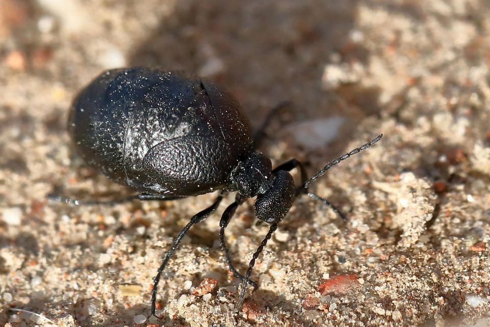 Meloe rugosus - ráncos nünüke