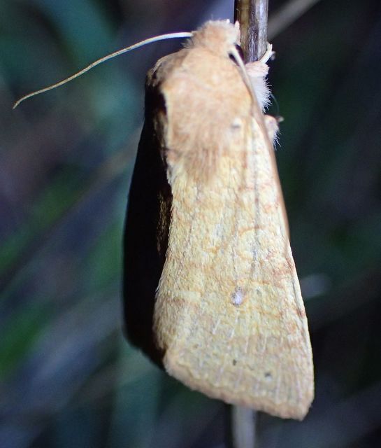Cirrhia gilvago - foltos sárgabagoly