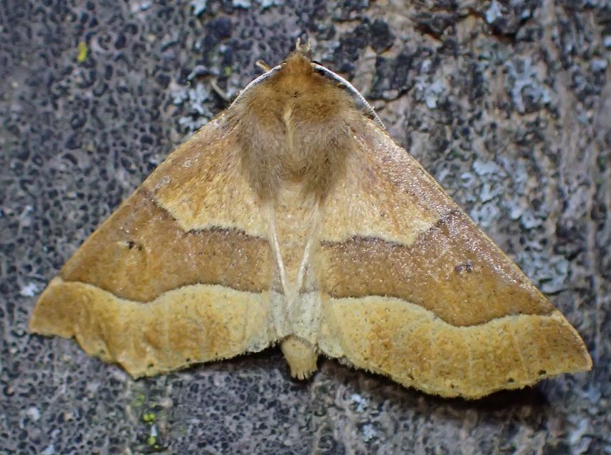 Crocallis tusciaria - barna sávosaraszoló