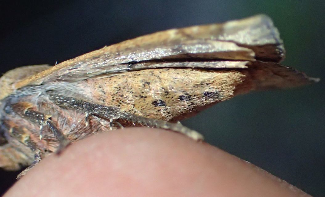 Conistra veronicae - veronika-őszibagoly